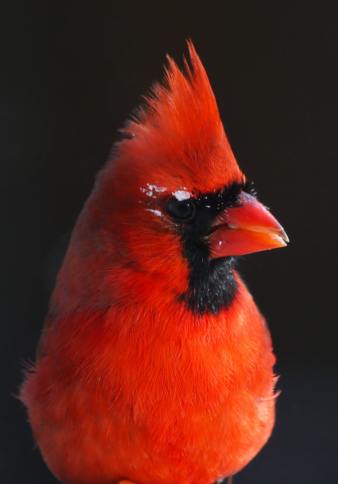 frosty morning with cardinals frosty morning with cardinals